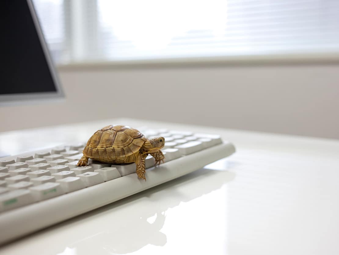 turtle on laptop overcome slow error prone tasks